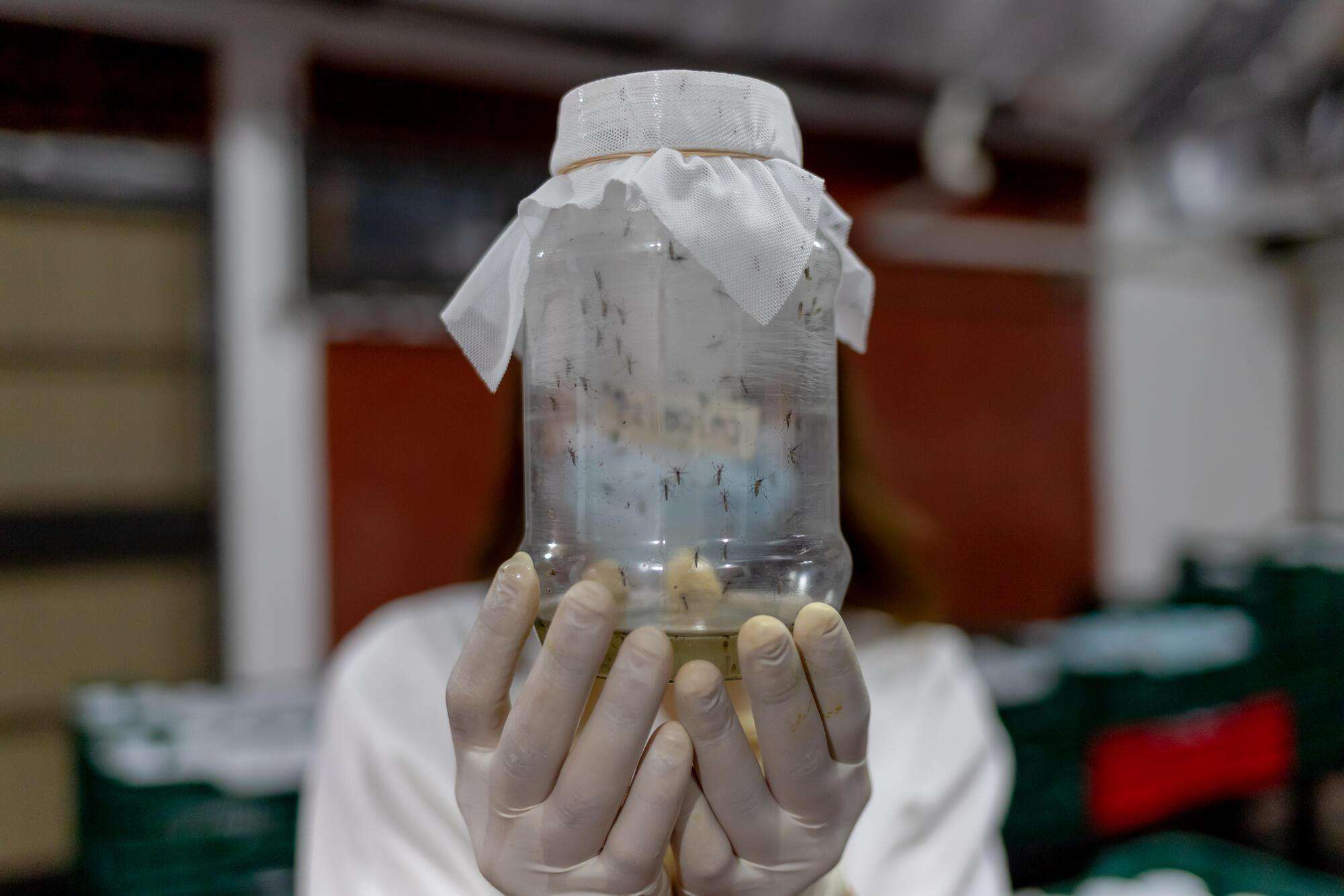 A gloved lab technician is holding a covered jar full of mosquitos, obscuring their face.