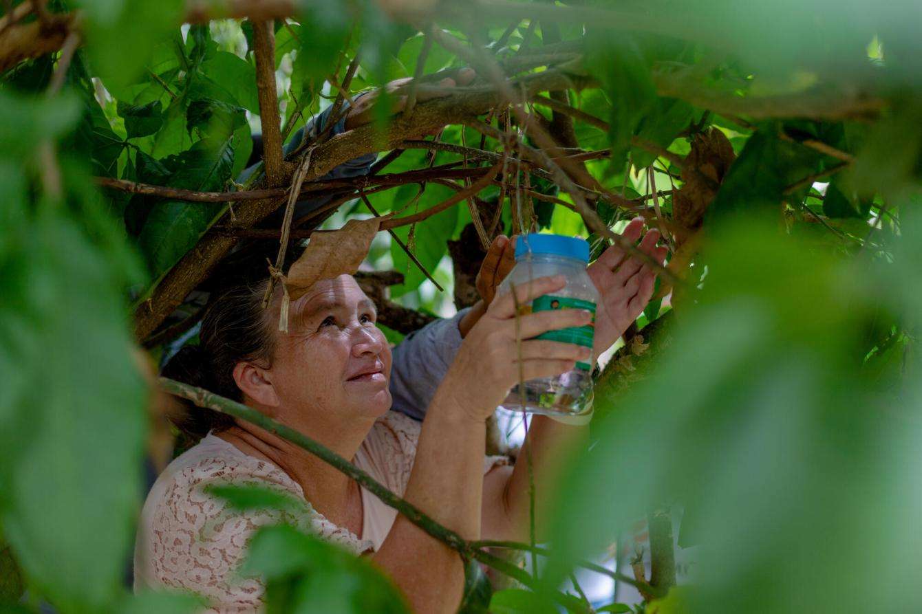 A woman holds a jar up to a tree releasing mosquitoes to prevent arbovirus spreading in Honduras.